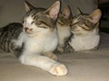 Tabby cat kitten siblings trying to sleep