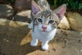 Tabby cat with large ears standing looking at the photographer close up