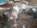 Tabby cat laying on take aligator toy