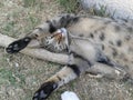 Tabby cat lays down stretches out front feet Royalty Free Stock Photo