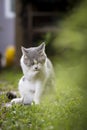 Tabby Cat licking and cleaning in the garden. Scottish fold cat on green grass. White cat standing in the field Royalty Free Stock Photo