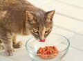 Tabby Cat Licks Mouth While Eating Royalty Free Stock Photo