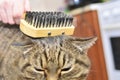 A tabby cat lies and enjoys when it is combed and combed.
