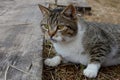 Tabby cat lies on wooden boards in the yard