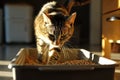 Tabby Cat in Litter Box Captured in Natural Sunlight Royalty Free Stock Photo