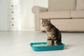 Tabby cat in litter box