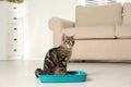 Tabby cat in litter box Royalty Free Stock Photo