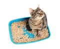 Tabby cat in litter box on white background