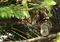 Tabby cat hiding in tree Royalty Free Stock Photo