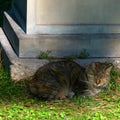 A Tabby Cat Living In Rome On A Cemetery.