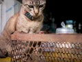 Tabby Cat Looked at The Rat Cage Trap Royalty Free Stock Photo