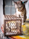 Tabby Cat Looked at The Rat Cage Trap Royalty Free Stock Photo