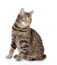 Tabby cat looking away. isolated on white background Royalty Free Stock Photo