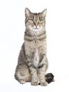 Tabby cat looking at the camera Royalty Free Stock Photo