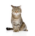 Tabby cat looking at camera. isolated on white background Royalty Free Stock Photo