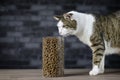 Tabby cat looking curious to dry cat food in storage jar.