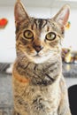 Tabby cat looking directly into the camera Royalty Free Stock Photo