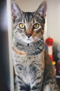 Tabby cat looking directly into the camera Royalty Free Stock Photo