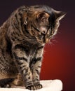 Tabby Cat Looking Down Royalty Free Stock Photo