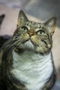 A Tabby Cat Royalty Free Stock Photo
