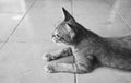 Tabby cat looking something on the floor. Royalty Free Stock Photo