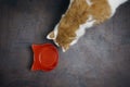 Tabby Cat looking to a emty red food dish, seen directly from above. Royalty Free Stock Photo