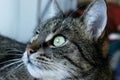 Tabby cat looking to the side, close up view. Animals, pets, mammals  concept. Cat. Royalty Free Stock Photo