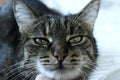 Tabby cat looking to the side, close up view. Animals, pets, mammals  concept. Cat. Royalty Free Stock Photo