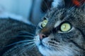 Tabby cat looking to the side, close up view. Animals, pets, mammals  concept. Cat. Royalty Free Stock Photo