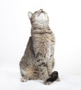 Tabby cat looking up Royalty Free Stock Photo