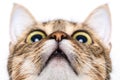Tabby cat looking up Royalty Free Stock Photo