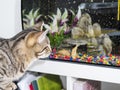 Tabby cat looking at a yellow small fish in a fish tank Royalty Free Stock Photo