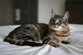 Tabby cat lounges on bedspread, eyes wide in wonder, inviting tranquility in blurred interior