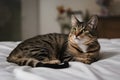 Tabby cat lounges on bedspread, eyes wide in wonder, inviting tranquility in blurred interior