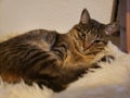 Tabby cat lounges on fuzzy white blanket