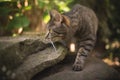 Tabby cat lurking in the back yard Royalty Free Stock Photo