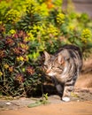 Tabby Cat In Lush Garden Setting