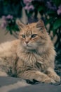 Tabby cat in a lush, verdant garden