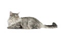 Tabby cat lying Royalty Free Stock Photo