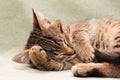 Tabby cat lying on bed Royalty Free Stock Photo