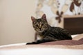 Tabby cat lying on bed Royalty Free Stock Photo