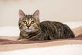 Tabby cat lying on bed Royalty Free Stock Photo