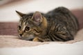 Tabby cat lying on bed Royalty Free Stock Photo