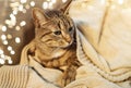 Tabby cat lying on blanket at home in winter Royalty Free Stock Photo