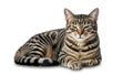 Tabby Cat Lying Down on White Background, Looking Directly Ahead (ai generated) Royalty Free Stock Photo