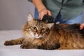 Tabby cat lying and enjoying being cleaned and combed. Combing the furry grey striped cat. The concept of pet care Royalty Free Stock Photo