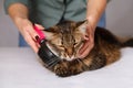 Tabby cat lying and enjoying being cleaned and combed. Combing the furry grey striped cat. The concept of pet care Royalty Free Stock Photo