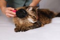 Tabby cat lying and enjoying being cleaned and combed. Combing the furry grey striped cat. The concept of pet care Royalty Free Stock Photo