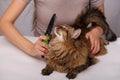 Tabby cat lying and enjoying being cleaned and combed. Combing the furry grey striped cat. The concept of pet care Royalty Free Stock Photo