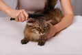 Tabby cat lying and enjoying being cleaned and combed. Combing the furry grey striped cat. The concept of pet care Royalty Free Stock Photo